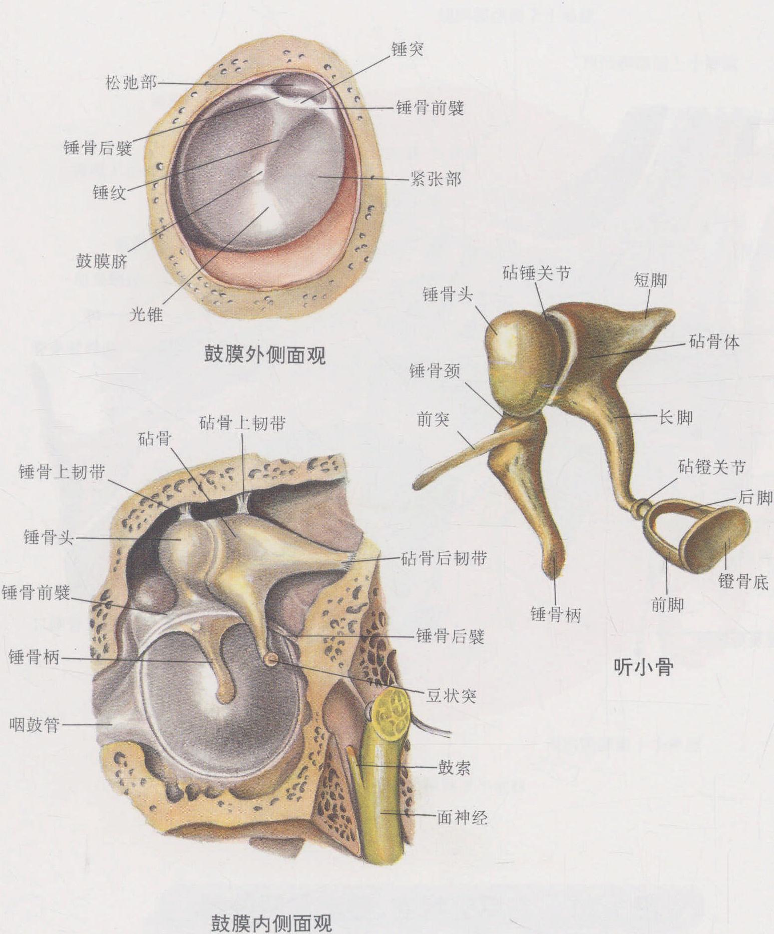 骨的构造-运动解剖学-图片